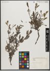 Foto von Salix L.